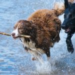 Mit Hund studieren – pro und kontra – 2 Erfahrungsberichte