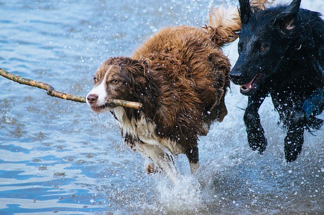 Mit Hund studieren – pro und kontra – 2 Erfahrungsberichte